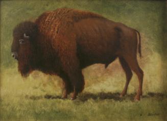 Bison