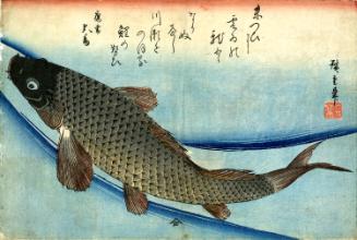 Carp (Koi) from an untitled series known as Large Fish (Uwo zukushi)