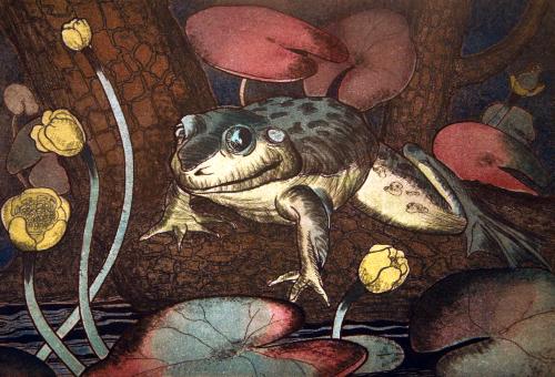 Frog and Spatterdock